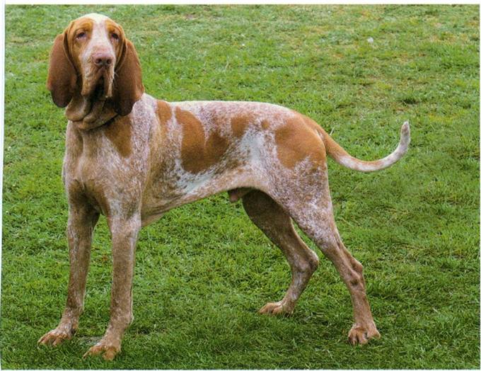 Bracco italiano