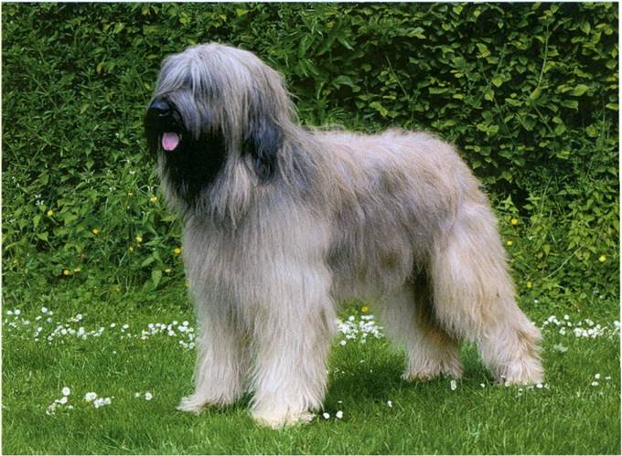 Briard