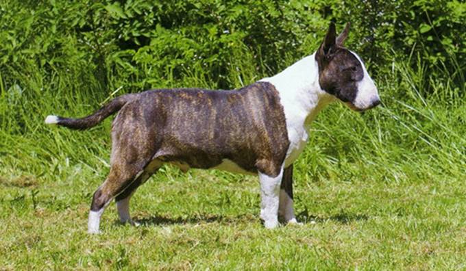 Bull terrier