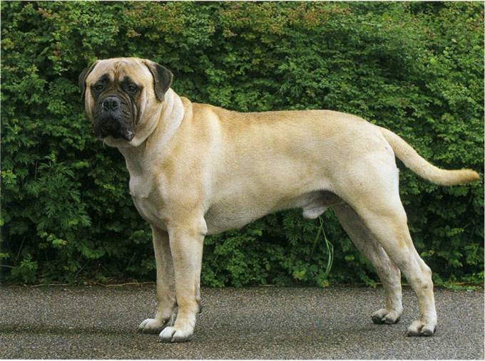 Bullmastiff