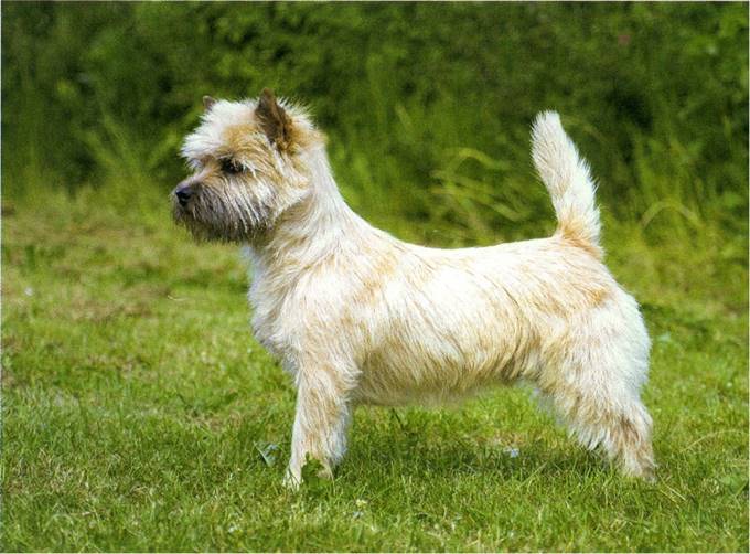 Cairn Terrier