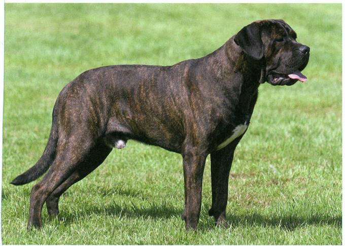 Cane corso italiano