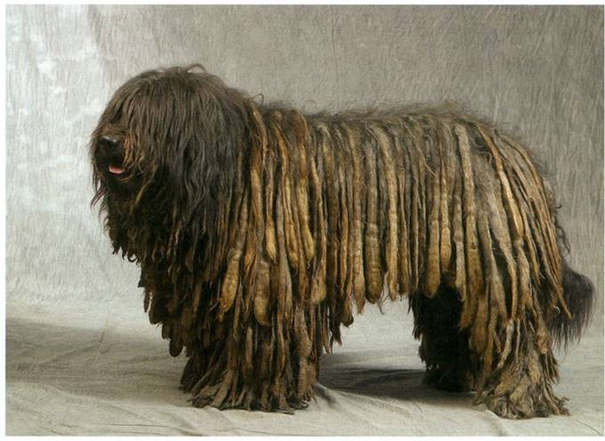 Cane da pastore bergamasco