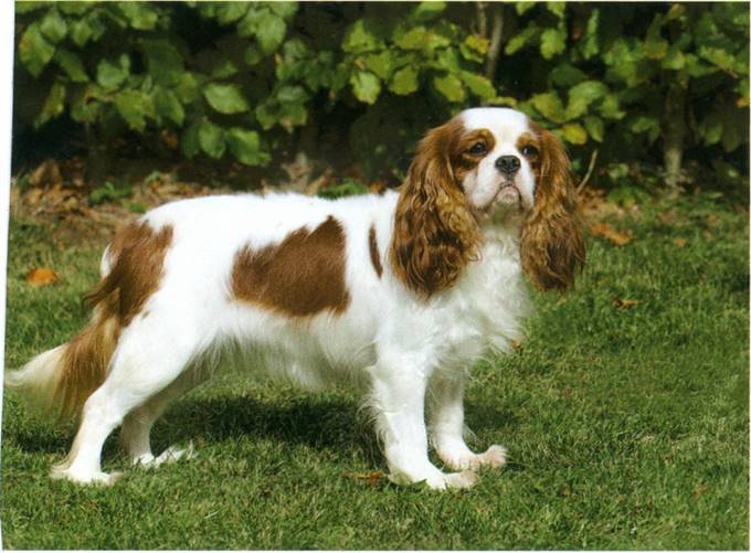 Cavalier king charles spaniel