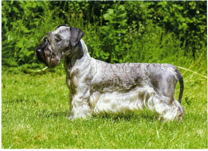 Cesky terrier