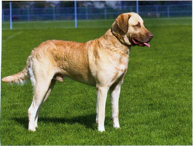 Chesapeake bay retriever