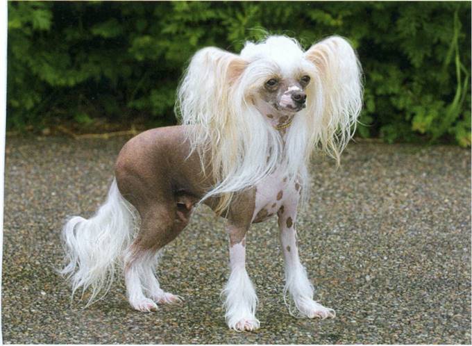 Chinese crested