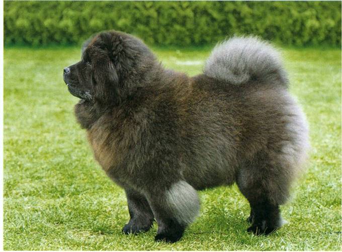 Chow chow