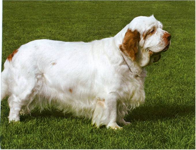 Clumber spaniel