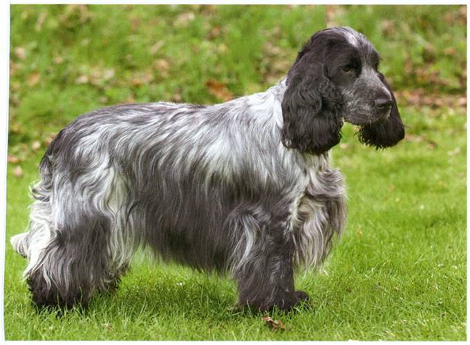 Cocker spaniel