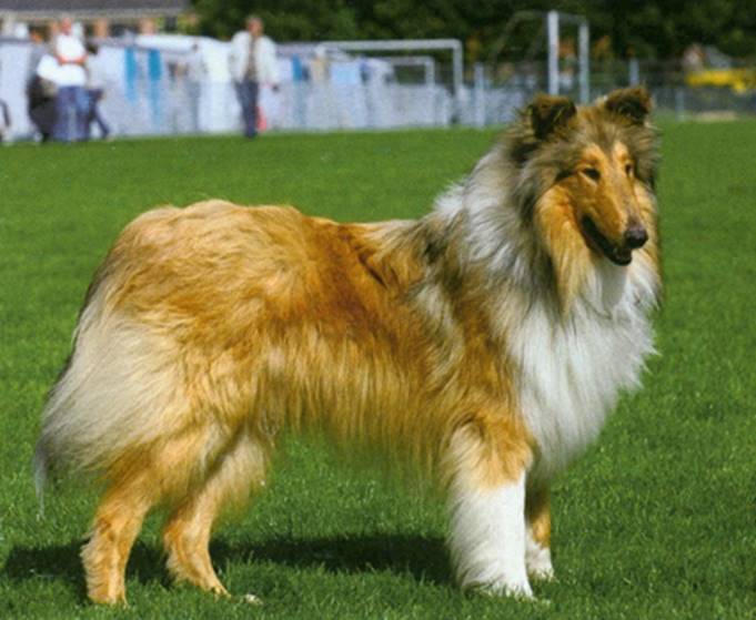 Collie, langhåret