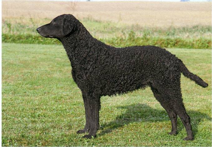 Curly coated retriever