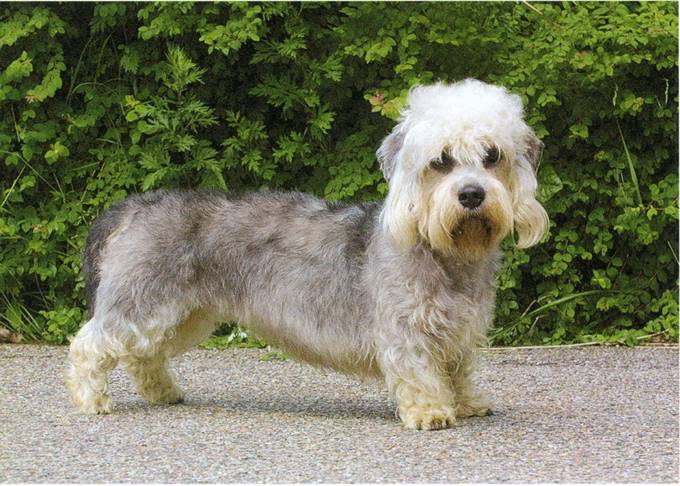 Dandie Dinmont terrier