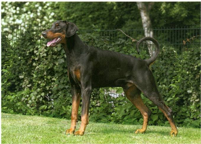 Dobermann