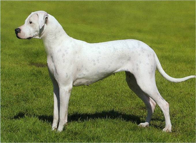 Dogo argentino