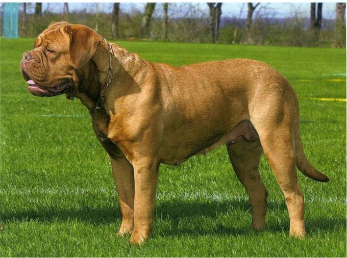 Dogue de bordeaux