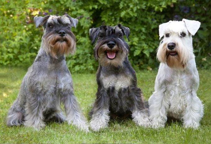 Dværgschnauzer