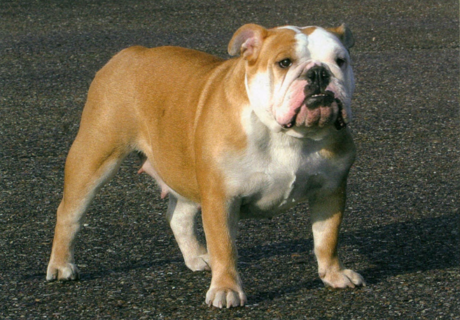 Engelsk bulldog