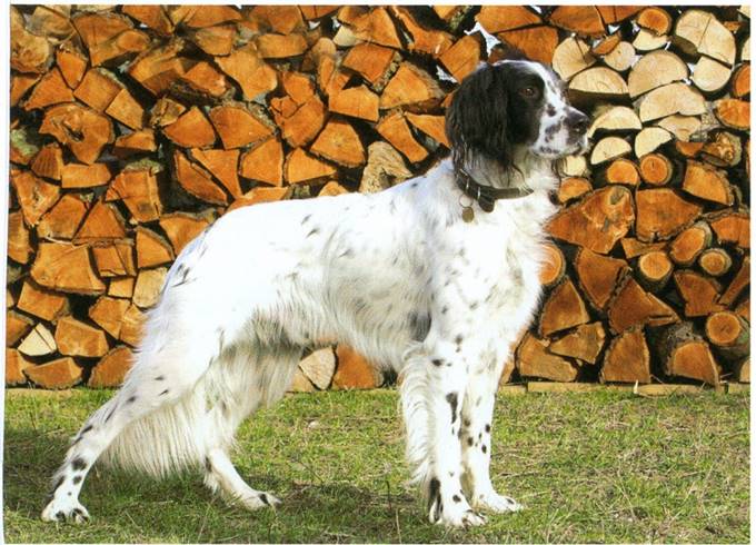 Engelsk setter