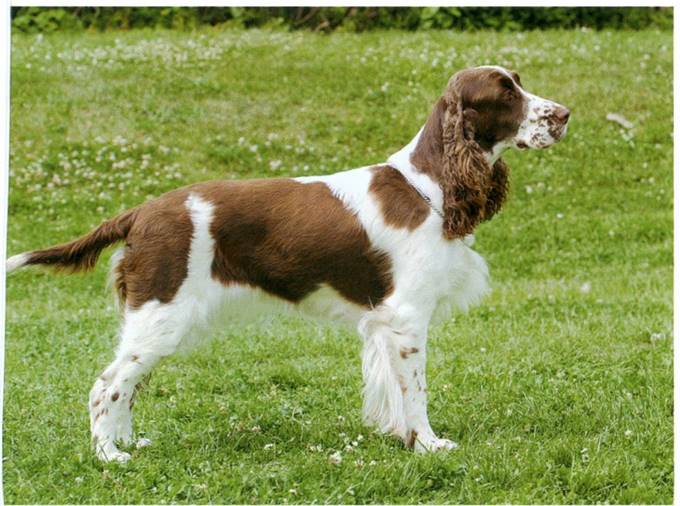 Engelsk springer spaniel