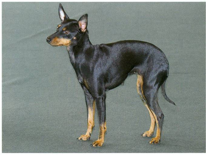 Engelsk toy terrier