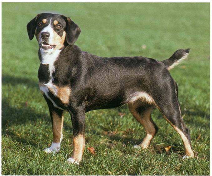 Entlebucher sennenhund