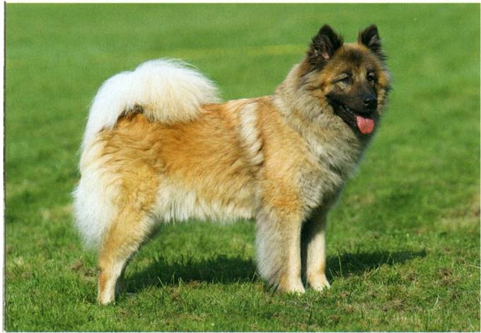 Eurasier