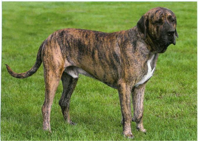 Fila brasileiro