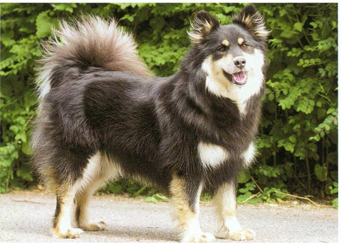 Finsk lapphund