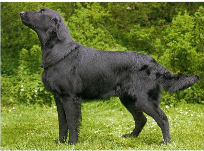 Flat coated retriever