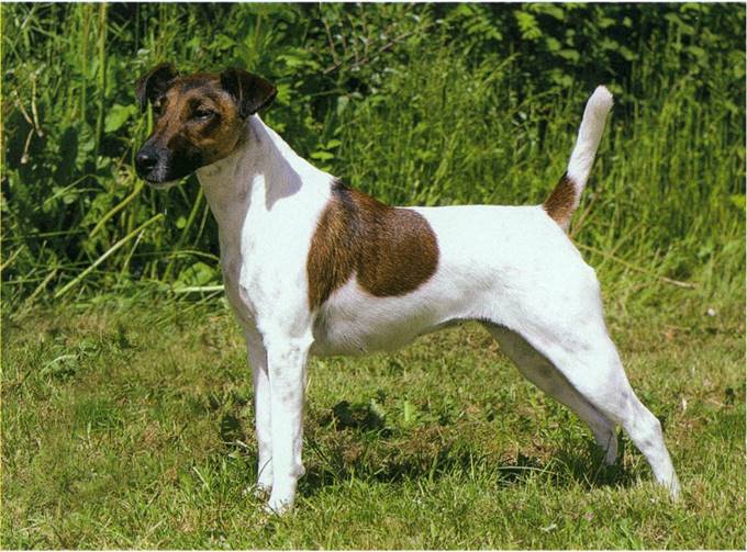 Fox terrier, glathåret