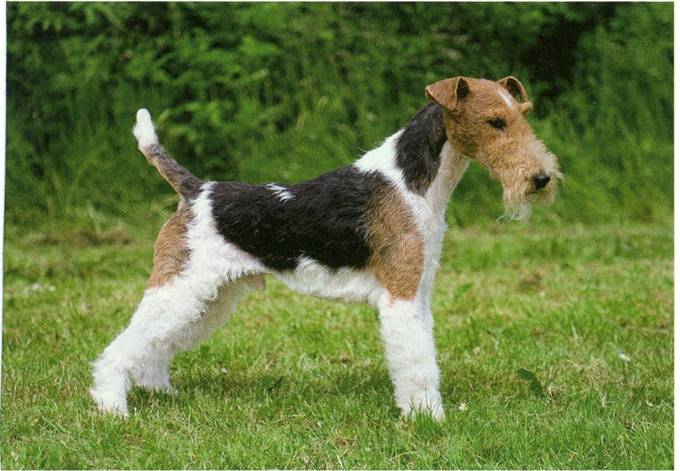 Fox terrier, ruhåret