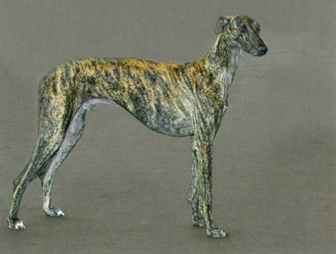 Galgo espano