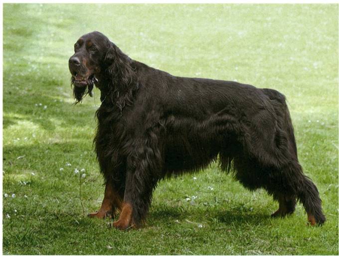 Gordon setter