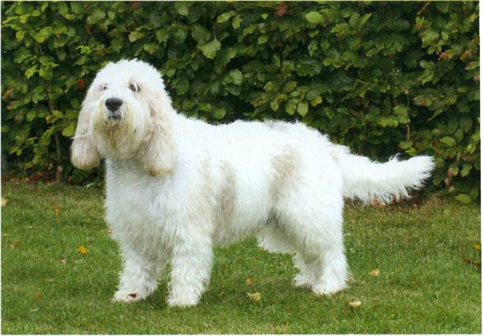 Grand basset griffon vendéen