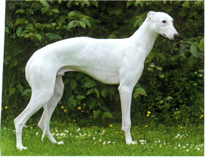 Greyhound