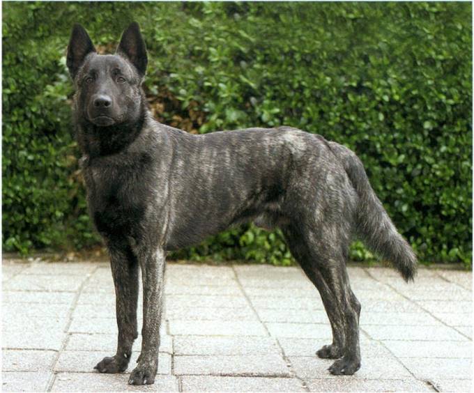 Hollandsk hyrdehund