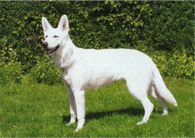 Hvid schweizisk hyrdehund