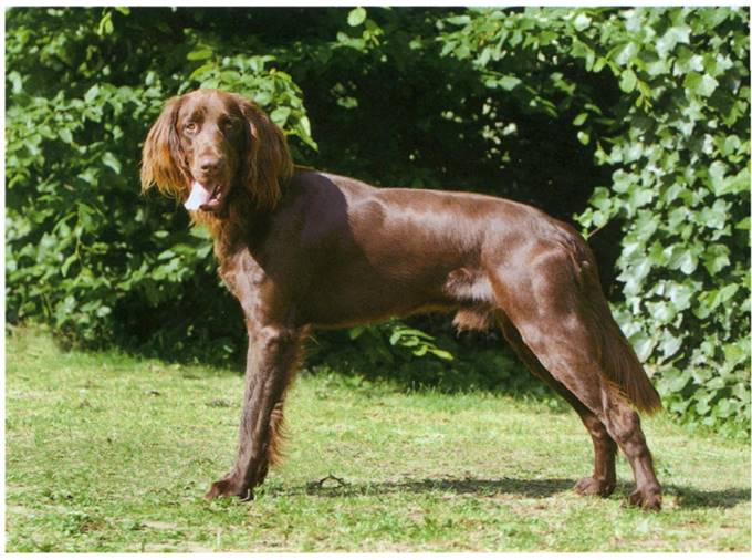 Hønsehund langhåret
