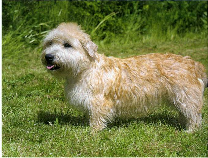 Irish glen af imaal terrier