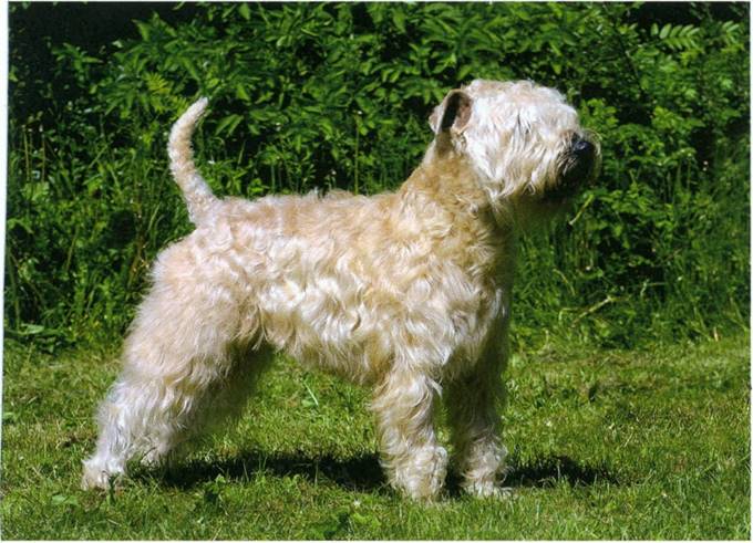 Irish softcoated wheaten terrier