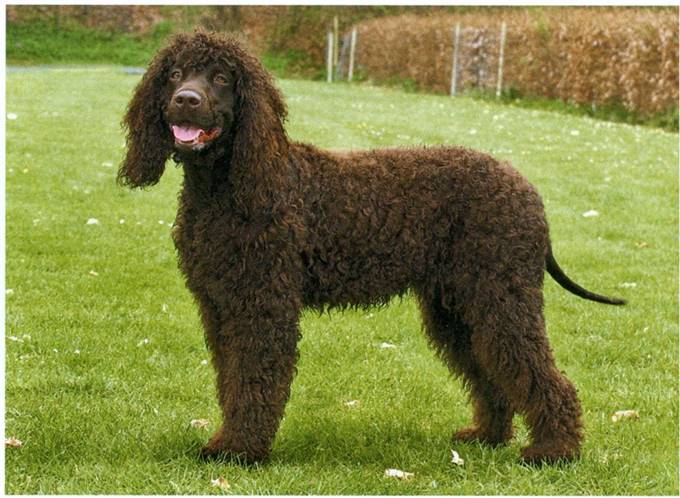 Irish water spaniel