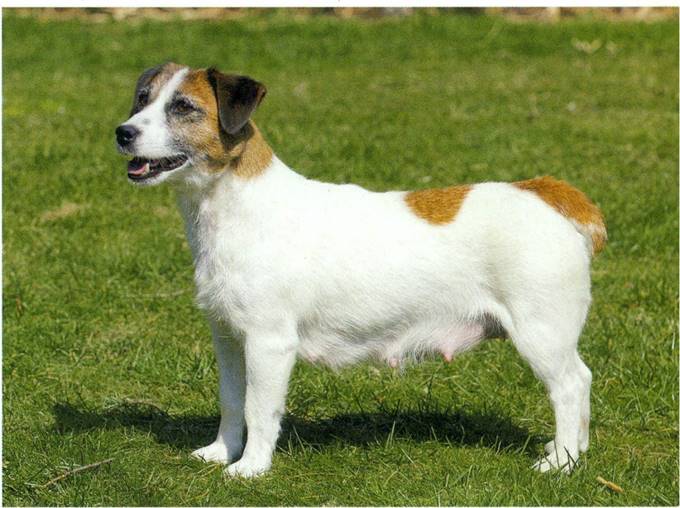 Jack Russell terrier