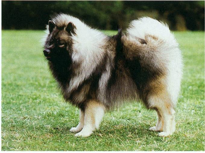 Keeshond