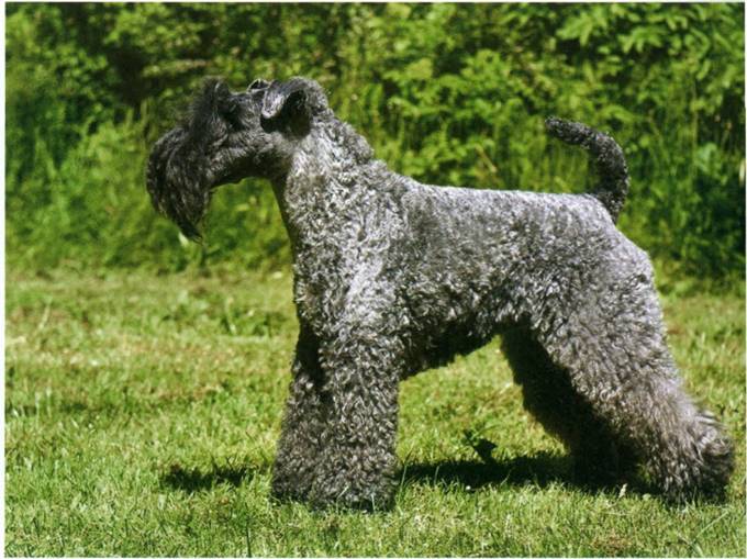 Kerry blue terrier