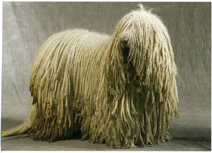 Komondor