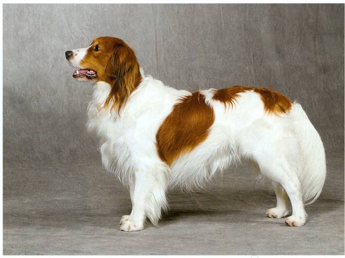 Kooikerhondje