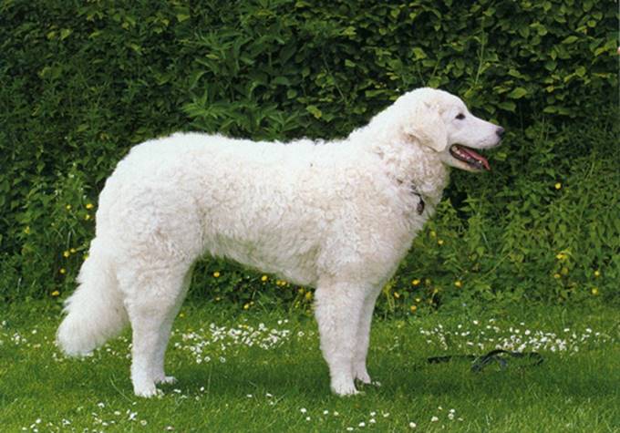 Kuvasz