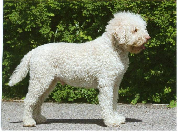 Lagotto romagnolo