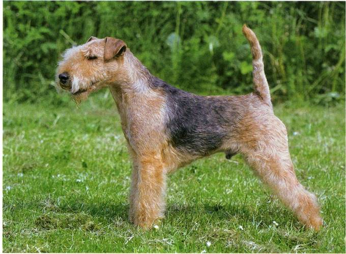 Lakeland terrier